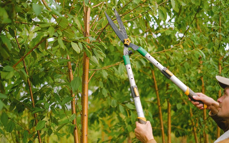 Tree trimming in Perryville, AR